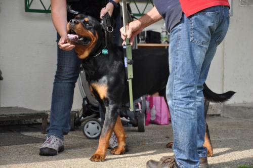Zuchttauglichkeitsprüfung, Herbst 2015 AÖRC Rottweiler Verein
