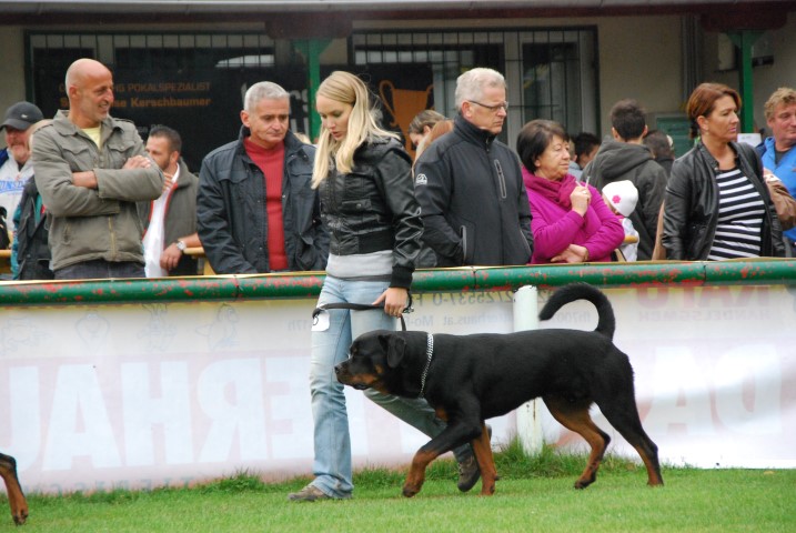 1. Nationale Rottweiler Clubsiegerschau des AÖRC Bild 247