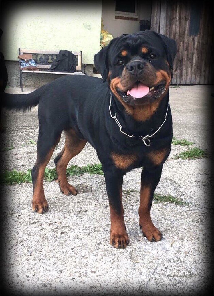 Baxter vom Hause Ritberger