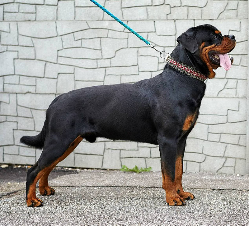 Bono von der Maxi Rott