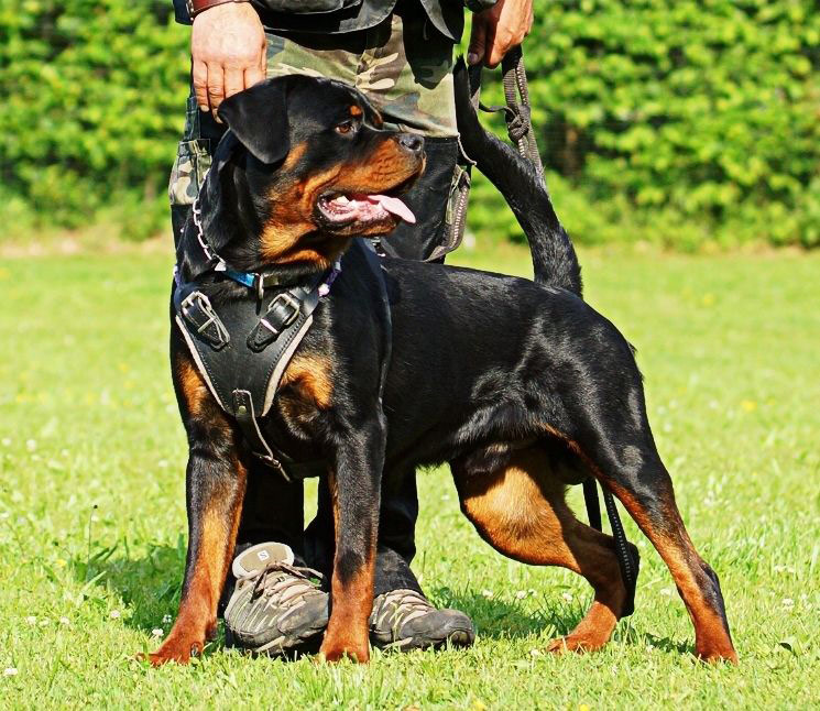 Diesel vom Hause Rittberger