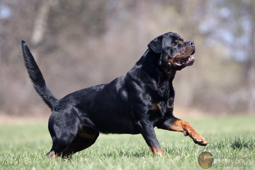 Falco vom Flammenberg