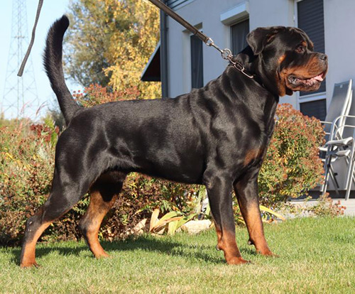 Lopez vom Hause Edelstein