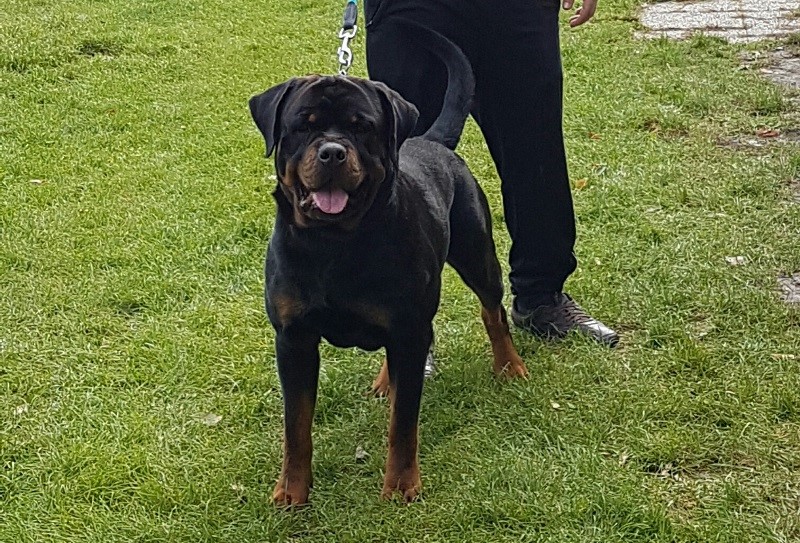 Tyson von der Katzentatze