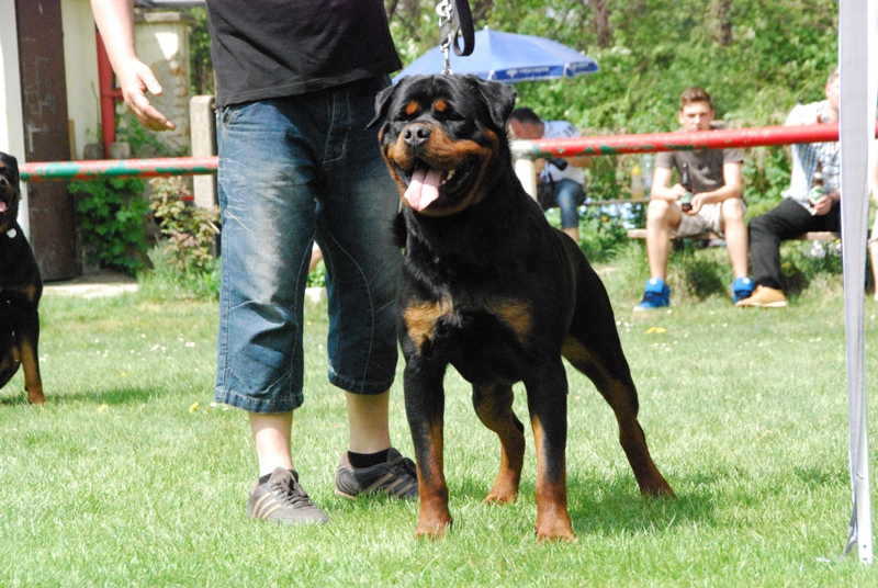 Vondara Rottweilers Deckrüden - AÖRC - Rottweiler Verein - Klub - Club
